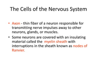 The Cells of the Nervous System
• Axon - thin fiber of a neuron responsible for
transmitting nerve impulses away to other
neurons, glands, or muscles.
• Some neurons are covered with an insulating
material called the myelin sheath with
interruptions in the sheath known as nodes of
Ranvier.
 
