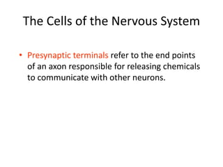 The Cells of the Nervous System
• Presynaptic terminals refer to the end points
of an axon responsible for releasing chemicals
to communicate with other neurons.
 