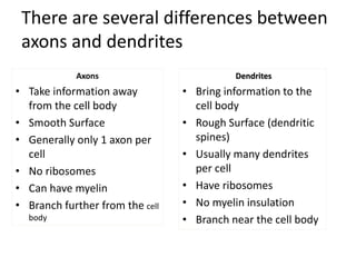 Axons
• Take information away
from the cell body
• Smooth Surface
• Generally only 1 axon per
cell
• No ribosomes
• Can have myelin
• Branch further from the cell
body
Dendrites
• Bring information to the
cell body
• Rough Surface (dendritic
spines)
• Usually many dendrites
per cell
• Have ribosomes
• No myelin insulation
• Branch near the cell body
There are several differences between
axons and dendrites
 