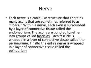 Nerve
• Each nerve is a cable-like structure that contains
many axons that are sometimes referred to as
"fibers. " Within a nerve, each axon is surrounded
by a layer of connective tissue called the
endoneurium. The axons are bundled together
into groups called fascicles. Each fascicle is
wrapped in a layer of connective tissue called the
perineurium. Finally, the entire nerve is wrapped
in a layer of connective tissue called the
epineurium
 
