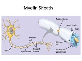 Myelin Sheath
 