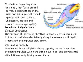 Myelin is an insulating layer,
or sheath, that forms around
nerves, including those in the
brain and spinal cord. It is made
up of protein and Lipids e.g
Cholesterol, lecithin and
cerebroside (spingomyelin).
Functions of Myelin Sheath
1)Faster Conduction
The purpose of the myelin sheath is to allow electrical impulses
to transmit quickly and efficiently along the nerve cells. If myelin
is damaged, the impulses slow down.
2)Insulating Capacity
Myelin sheath has a high insulating capacity means its restricts
the nerve impulses within the signal never fiber and prevents the
stimulation of neighboring nerve fibers.
 