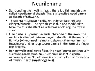 Neurilemma
• Surrounding the myelin sheath, there is a thin membrane
called neurilemmal sheath. This is also called neurilemma
or sheath of Schwann.
• This contains Schwann cells, which have flattened and
elongated nuclei. The cytoplasm is thin and modified to
form the thin sheath of neurilemma enclosing the myelin
sheath.
• One nucleus is present in each internode of the axon. The
nucleus is situated between myelin sheath . At the node of
Ranvier (where myelin sheath is absent), the neurilemma
invaginates and runs up to axolemma in the form of a finger
like process.
• In nonmyelinated nerve fiber, the neurilemma continuously
surrounds axolemma. Neurilemma is absent in central
nervous system. Neurilemma is necessary for the formation
of myelin sheath (myelinogeneis).
 