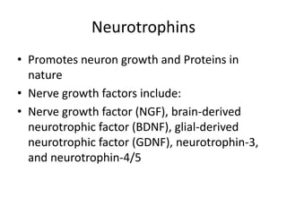 Neurotrophins
• Promotes neuron growth and Proteins in
nature
• Nerve growth factors include:
• Nerve growth factor (NGF), brain-derived
neurotrophic factor (BDNF), glial-derived
neurotrophic factor (GDNF), neurotrophin-3,
and neurotrophin-4/5
 