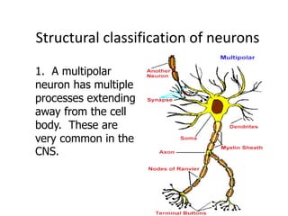 23
Structural classification of neurons
1. A multipolar
neuron has multiple
processes extending
away from the cell
body. These are
very common in the
CNS.
 