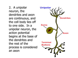 24
2. A unipolar
neuron, the
dendrites and axon
are continuous, and
the cell body lies off
to one side. In a
unipolar neuron, the
action potential
begins at the base of
the dendrites and
the rest of the
process is considered
an axon
 