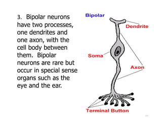 25
3. Bipolar neurons
have two processes,
one dendrites and
one axon, with the
cell body between
them. Bipolar
neurons are rare but
occur in special sense
organs such as the
eye and the ear.
 