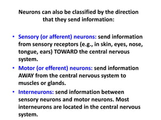 Neurons can also be classified by the direction
that they send information:
• Sensory (or afferent) neurons: send information
from sensory receptors (e.g., in skin, eyes, nose,
tongue, ears) TOWARD the central nervous
system.
• Motor (or efferent) neurons: send information
AWAY from the central nervous system to
muscles or glands.
• Interneurons: send information between
sensory neurons and motor neurons. Most
interneurons are located in the central nervous
system.
 
