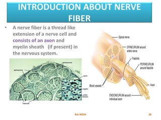 INTRODUCTION ABOUT NERVE
FIBER
• A nerve fiber is a thread like
extension of a nerve cell and
consists of an axon and
myelin sheath (if present) in
the nervous system.
 