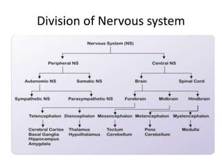 Division of Nervous system
 