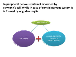 MYELINSHEATH
In peripheral nervous system it is formed by
schwann’s cell. While in case of central nervous system it
is formed by oligodendroglia.
COMPOSITION
PROTEINS
LIPIDS(CHOLESTEROL,
LECITHIN &
SPHINGOMYELIN)
 