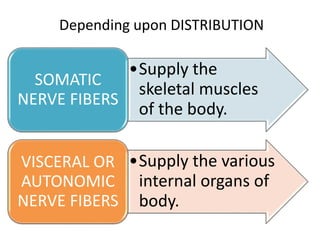 •Supply the
skeletal muscles
of the body.
SOMATIC
NERVE FIBERS
•Supply the various
internal organs of
body.
VISCERAL OR
AUTONOMIC
NERVE FIBERS
Depending upon DISTRIBUTION
 