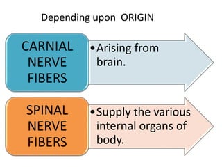 •Arising from
brain.
CARNIAL
NERVE
FIBERS
•Supply the various
internal organs of
body.
SPINAL
NERVE
FIBERS
Depending upon ORIGIN
 