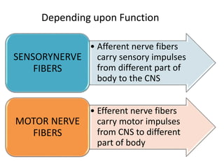 • Afferent nerve fibers
carry sensory impulses
from different part of
body to the CNS
SENSORYNERVE
FIBERS
• Efferent nerve fibers
carry motor impulses
from CNS to different
part of body
MOTOR NERVE
FIBERS
Depending upon Function
 