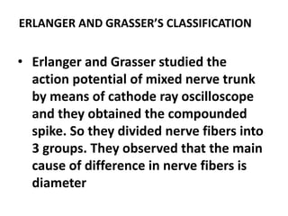ERLANGER AND GRASSER’S CLASSIFICATION
• Erlanger and Grasser studied the
action potential of mixed nerve trunk
by means of cathode ray oscilloscope
and they obtained the compounded
spike. So they divided nerve fibers into
3 groups. They observed that the main
cause of difference in nerve fibers is
diameter
 