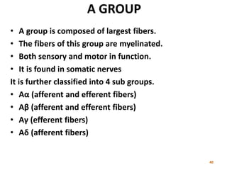 A GROUP
• A group is composed of largest fibers.
• The fibers of this group are myelinated.
• Both sensory and motor in function.
• It is found in somatic nerves
It is further classified into 4 sub groups.
• Aα (afferent and efferent fibers)
• Aβ (afferent and efferent fibers)
• Aγ (efferent fibers)
• Aδ (afferent fibers)
 