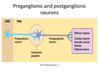 Preganglionic and postganglionic
neurons
 