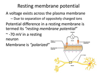 Resting membrane potential
A voltage exists across the plasma membrane
– Due to separation of oppositely charged ions
Potential difference in a resting membrane is
termed its “resting membrane potential”
~ -70 mV in a resting
neuron
Membrane is “polarized”
 