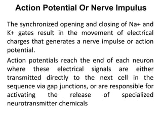 Action Potential Or Nerve Impulus
The synchronized opening and closing of Na+ and
K+ gates result in the movement of electrical
charges that generates a nerve impulse or action
potential.
Action potentials reach the end of each neuron
where these electrical signals are either
transmitted directly to the next cell in the
sequence via gap junctions, or are responsible for
activating the release of specialized
neurotransmitter chemicals
 