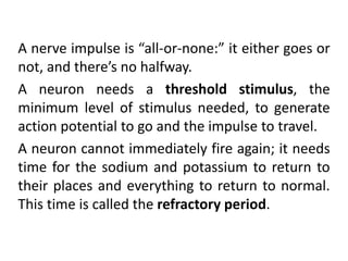 A nerve impulse is “all-or-none:” it either goes or
not, and there’s no halfway.
A neuron needs a threshold stimulus, the
minimum level of stimulus needed, to generate
action potential to go and the impulse to travel.
A neuron cannot immediately fire again; it needs
time for the sodium and potassium to return to
their places and everything to return to normal.
This time is called the refractory period.
 