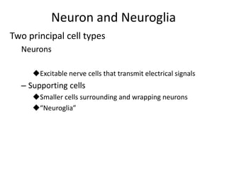 Neuron and Neuroglia
Two principal cell types
Neurons
Excitable nerve cells that transmit electrical signals
– Supporting cells
Smaller cells surrounding and wrapping neurons
“Neuroglia”
 