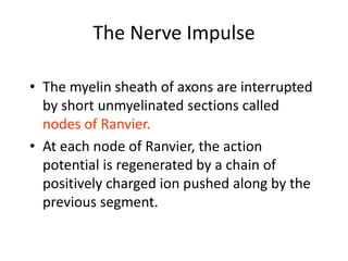 The Nerve Impulse
• The myelin sheath of axons are interrupted
by short unmyelinated sections called
nodes of Ranvier.
• At each node of Ranvier, the action
potential is regenerated by a chain of
positively charged ion pushed along by the
previous segment.
 