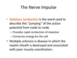 The Nerve Impulse
• Saltatory conduction is the word used to
describe this “jumping” of the action
potential from node to node.
– Provides rapid conduction of impulses
– Conserves energy for the cell
• Multiple sclerosis is disease in which the
myelin sheath is destroyed and associated
with poor muscle coordination.
 