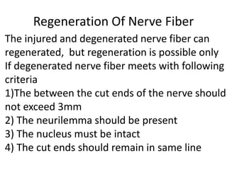 Regeneration Of Nerve Fiber
The injured and degenerated nerve fiber can
regenerated, but regeneration is possible only
If degenerated nerve fiber meets with following
criteria
1)The between the cut ends of the nerve should
not exceed 3mm
2) The neurilemma should be present
3) The nucleus must be intact
4) The cut ends should remain in same line
 