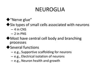 NEUROGLIA
“Nerve glue”
Six types of small cells associated with neurons
– 4 in CNS
– 2 in PNS
Most have central cell body and branching
processes
Several functions
– e.g., Supportive scaffolding for neurons
– e.g., Electrical isolation of neurons
– e.g., Neuron health and growth
 