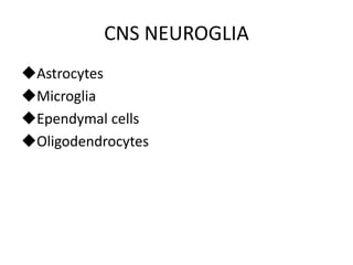CNS NEUROGLIA
Astrocytes
Microglia
Ependymal cells
Oligodendrocytes
 