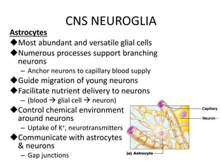 CNS NEUROGLIA
Astrocytes
Most abundant and versatile glial cells
Numerous processes support branching
neurons
– Anchor neurons to capillary blood supply
Guide migration of young neurons
Facilitate nutrient delivery to neurons
– (blood  glial cell  neuron)
Control chemical environment
around neurons
– Uptake of K+, neurotransmitters
Communicate with astrocytes
& neurons
– Gap junctions
 