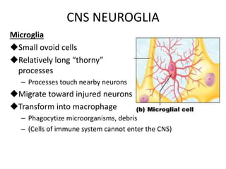 CNS NEUROGLIA
Microglia
Small ovoid cells
Relatively long “thorny”
processes
– Processes touch nearby neurons
Migrate toward injured neurons
Transform into macrophage
– Phagocytize microorganisms, debris
– (Cells of immune system cannot enter the CNS)
 