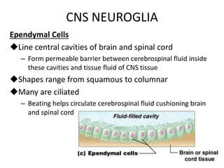 CNS NEUROGLIA
Ependymal Cells
Line central cavities of brain and spinal cord
– Form permeable barrier between cerebrospinal fluid inside
these cavities and tissue fluid of CNS tissue
Shapes range from squamous to columnar
Many are ciliated
– Beating helps circulate cerebrospinal fluid cushioning brain
and spinal cord
 