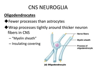 CNS NEUROGLIA
Oligodendrocytes
Fewer processes than astrocytes
Wrap processes tightly around thicker neuron
fibers in CNS
– “Myelin sheath”
– Insulating covering
 