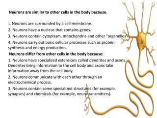 Neurons are similar to other cells in the body because:
1. Neurons are surrounded by a cell membrane.
2. Neurons have a nucleus that contains genes.
3. Neurons contain cytoplasm, mitochondria and other "organelles".
4. Neurons carry out basic cellular processes such as protein
synthesis and energy production.
Neurons differ from other cells in the body because:
1. Neurons have specialized extensions called dendrites and axons.
Dendrites bring information to the cell body and axons take
information away from the cell body.
2. Neurons communicate with each other through an
electrochemical process.
3. Neurons contain some specialized structures (for example,
synapses) and chemicals (for example, neurotransmitters).
 