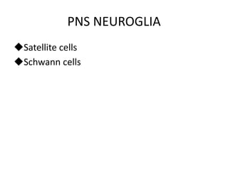 PNS NEUROGLIA
Satellite cells
Schwann cells
 