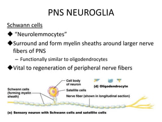 PNS NEUROGLIA
Schwann cells
 “Neurolemmocytes”
Surround and form myelin sheaths around larger nerve
fibers of PNS
– Functionally similar to oligodendrocytes
Vital to regeneration of peripheral nerve fibers
 