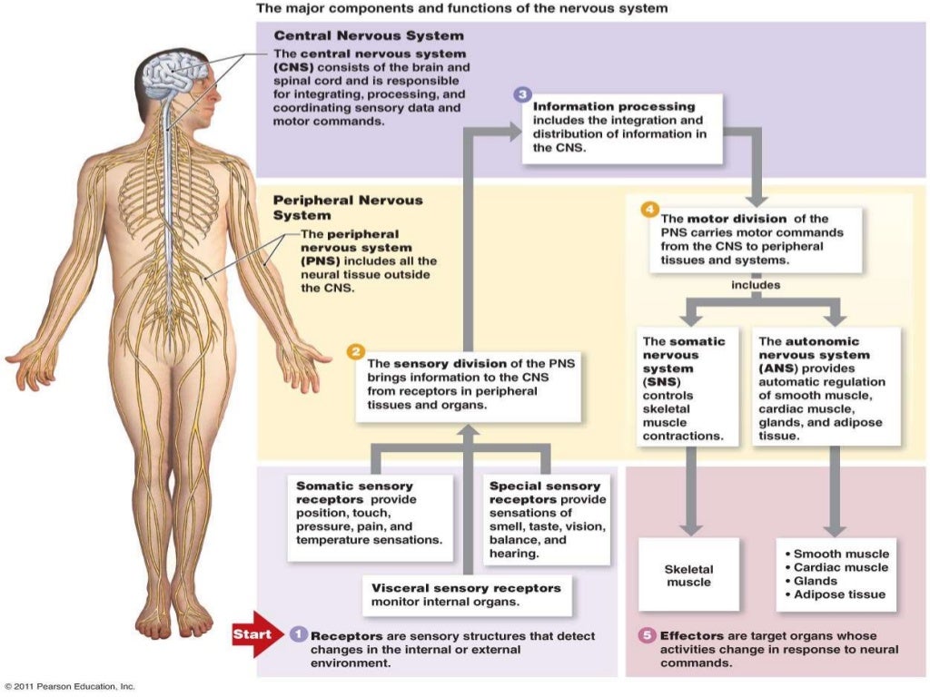 nervous system introduction essay