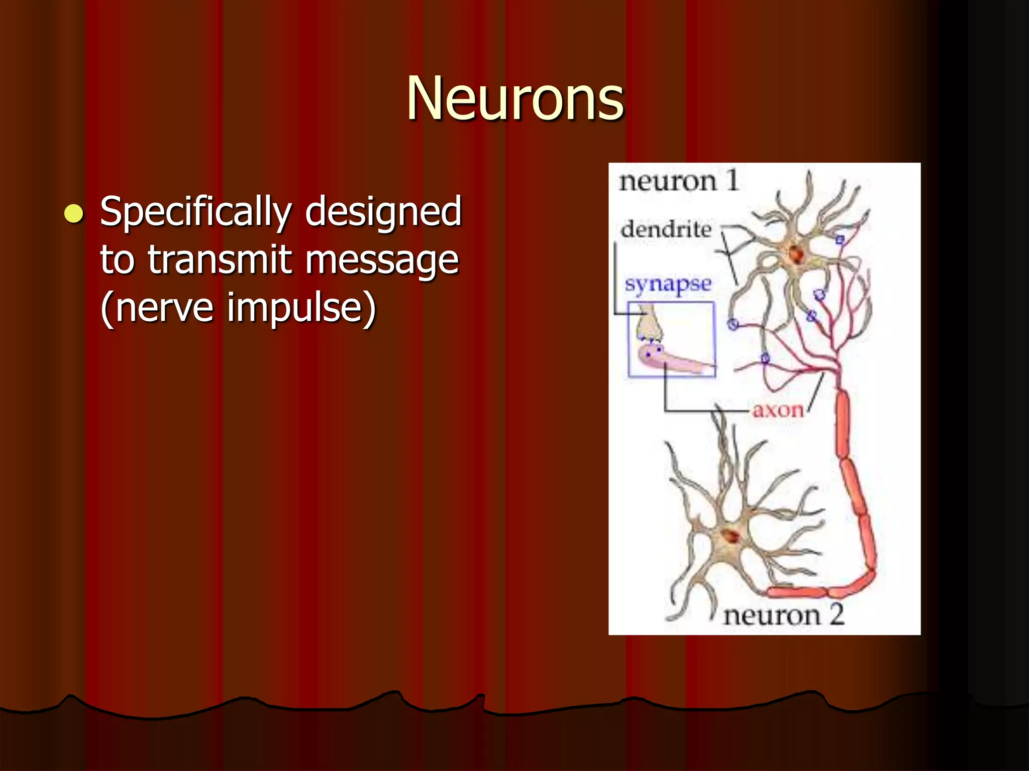 Neurons
 Specifically designed
to transmit message
(nerve impulse)
 