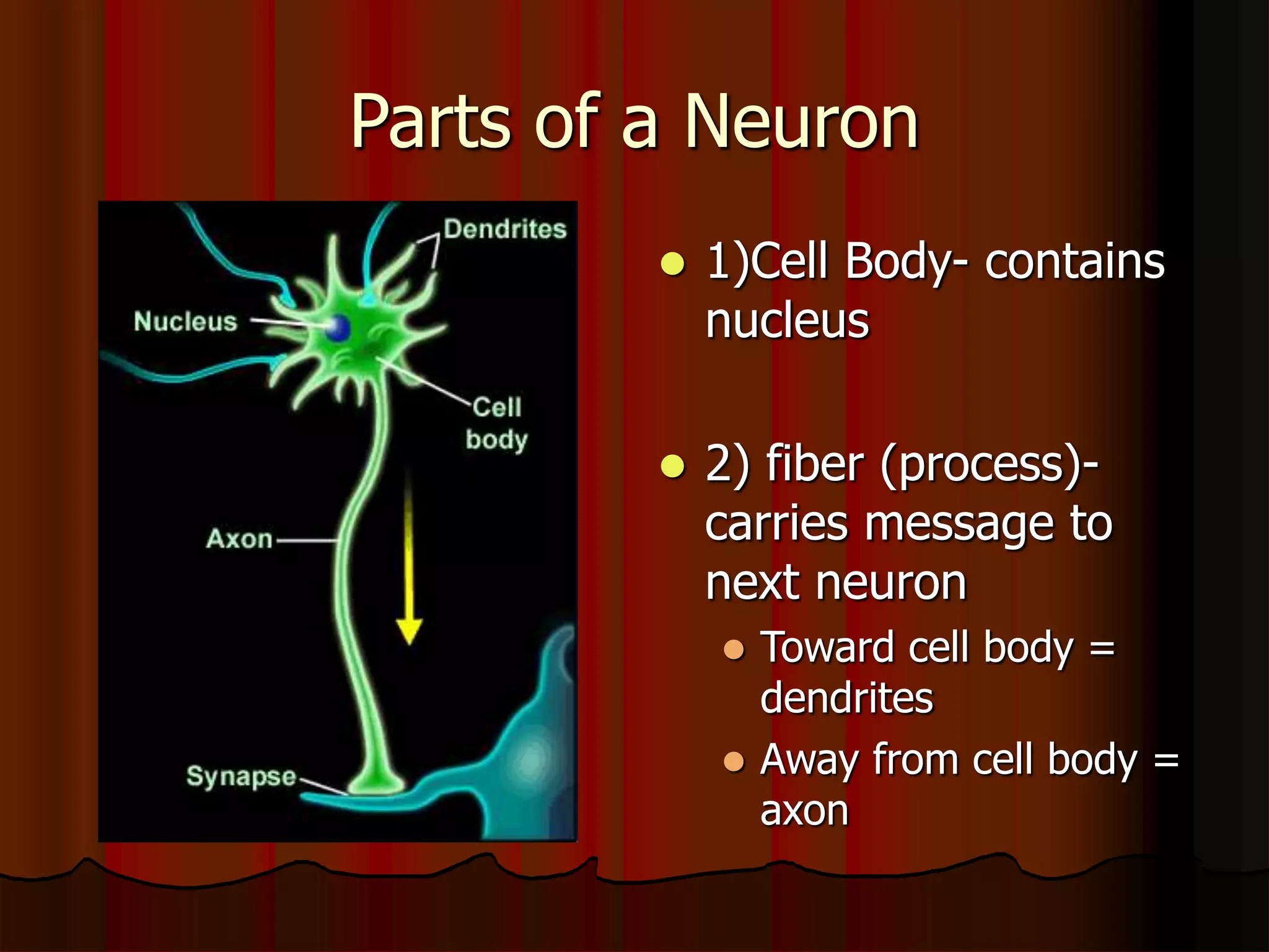 Parts of a Neuron
 1)Cell Body- contains
nucleus
 2) fiber (process)-
carries message to
next neuron
 Toward cell body =
dendrites
 Away from cell body =
axon
 