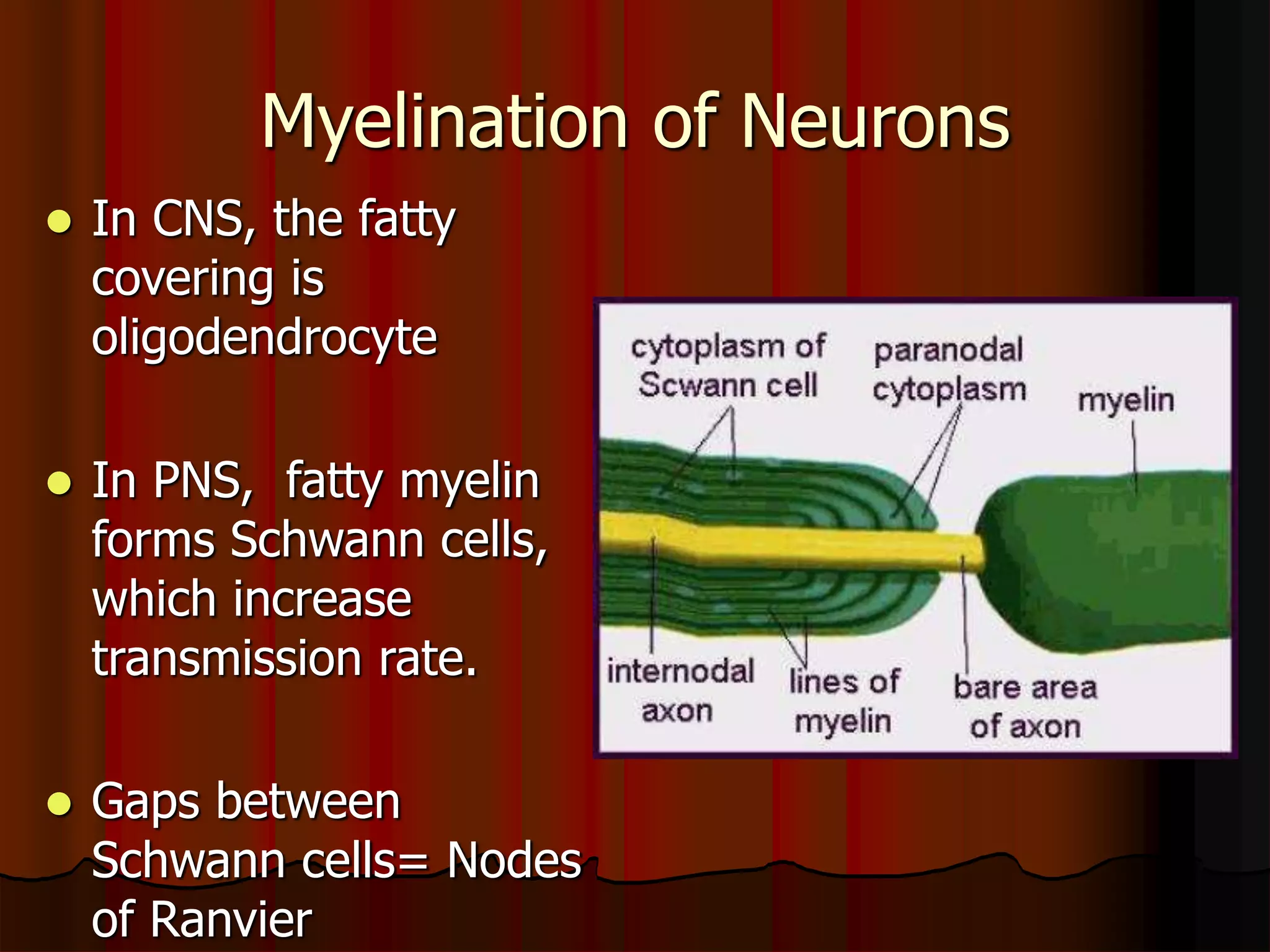 Myelination of Neurons
 In CNS, the fatty
covering is
oligodendrocyte
 In PNS, fatty myelin
forms Schwann cells,
which increase
transmission rate.
 Gaps between
Schwann cells= Nodes
of Ranvier
 