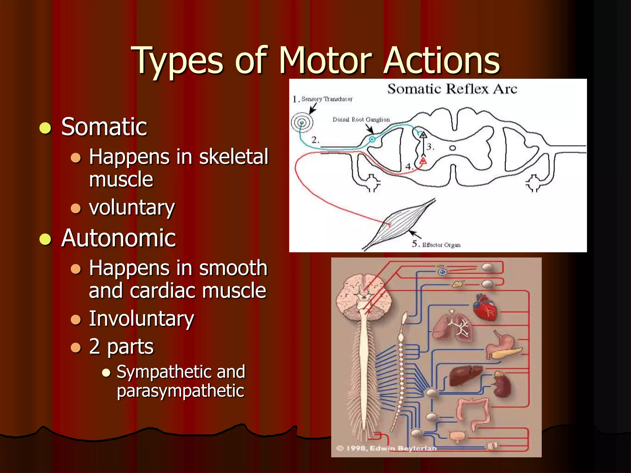 Types of Motor Actions
 Somatic
 Happens in skeletal
muscle
 voluntary
 Autonomic
 Happens in smooth
and cardiac muscle
 Involuntary
 2 parts
 Sympathetic and
parasympathetic
 
