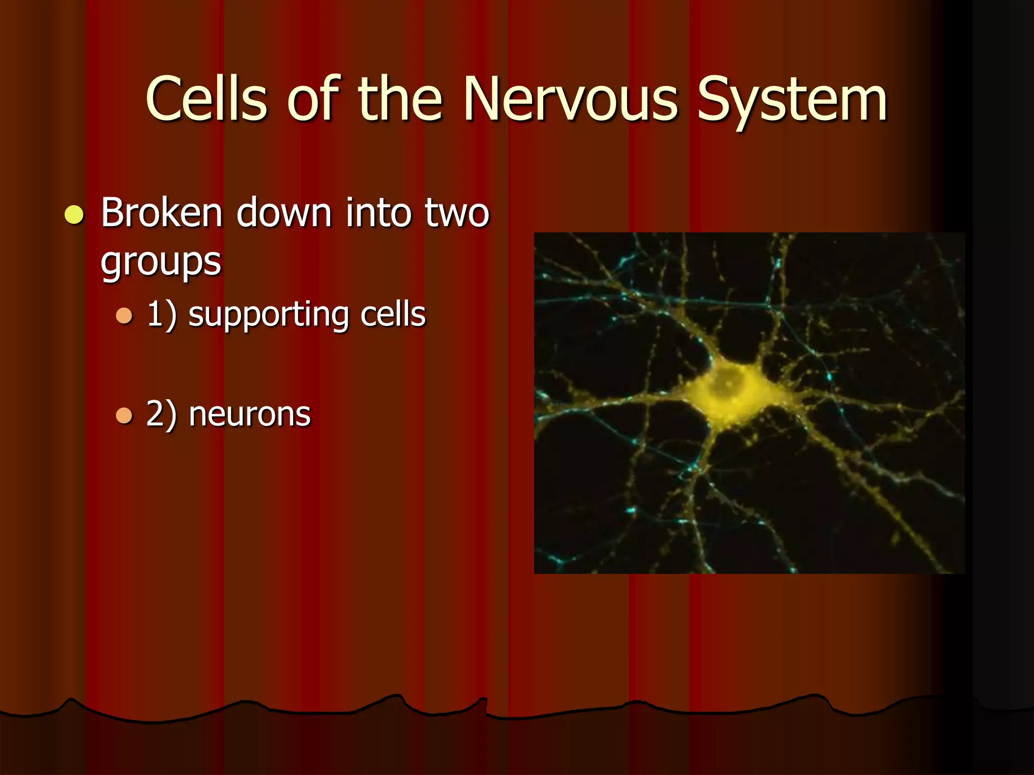 Cells of the Nervous System
 Broken down into two
groups
 1) supporting cells
 2) neurons
 
