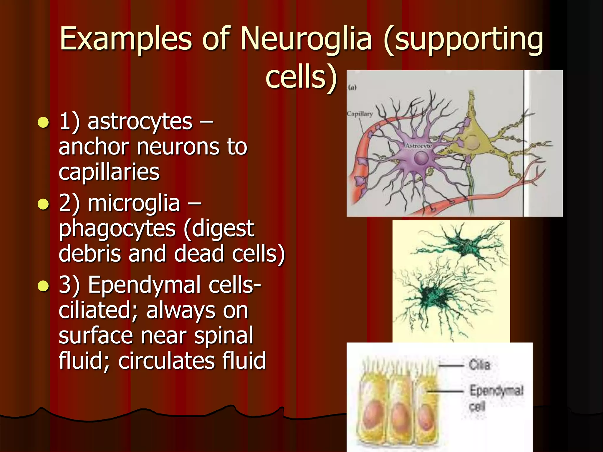 Examples of Neuroglia (supporting
cells)
 1) astrocytes –
anchor neurons to
capillaries
 2) microglia –
phagocytes (digest
debris and dead cells)
 3) Ependymal cells-
ciliated; always on
surface near spinal
fluid; circulates fluid
 
