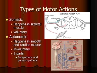 introduction to nervous system.ppt