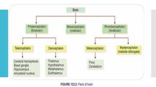 Introduction to Nervous System and Neuron.pptx