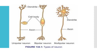 Introduction to Nervous System and Neuron.pptx