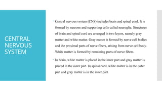 Introduction to Nervous System and Neuron.pptx