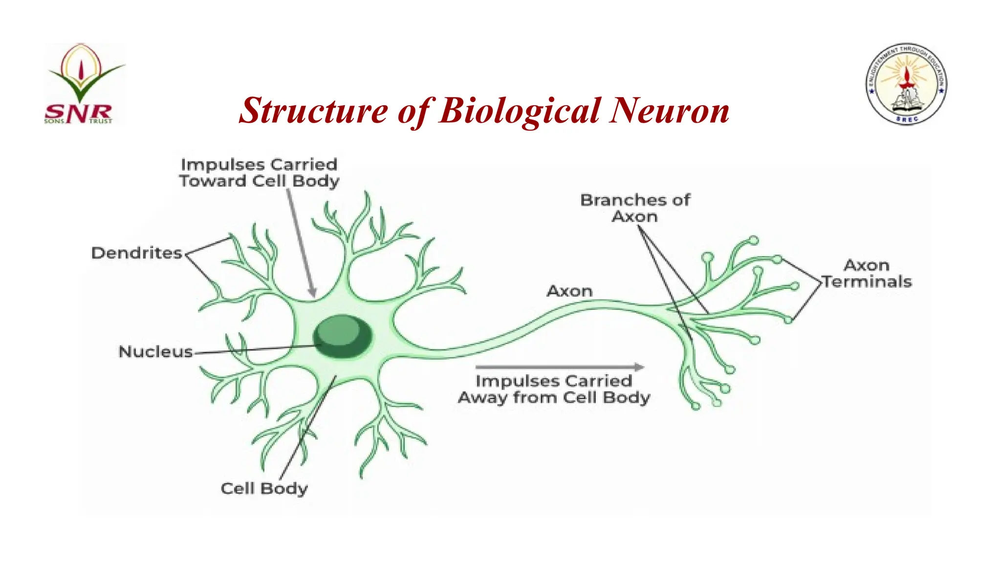 Structure of Biological Neuron
 