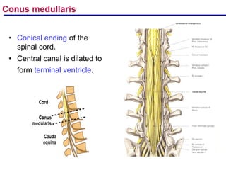 Introduction to Neuroanatomy & AN- 57.1- Spinal cord -External ...